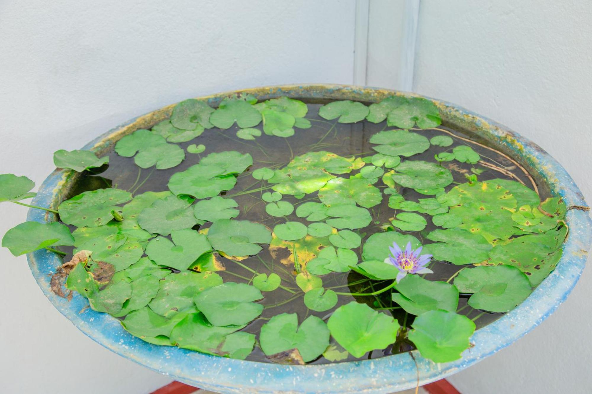 Hispaniola Inn Mirissa Ngoại thất bức ảnh